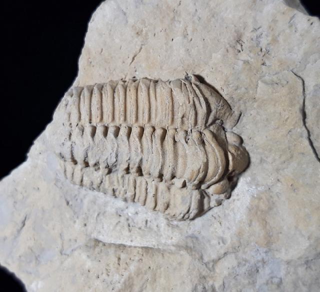 Sthenarocalymene celebra (RAYMOND 1916) - Bild © FossNet FossilienStore